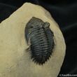 Beautifully Prepped Metacanthina (Asteropyge) Trilobite #1524-1